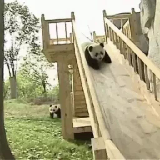 Sticker «Panda-11»