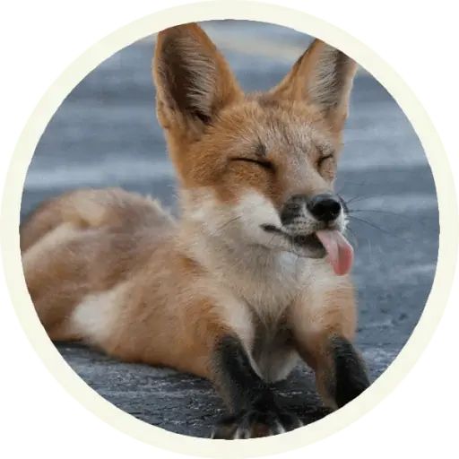 Sticker «Fox-1»