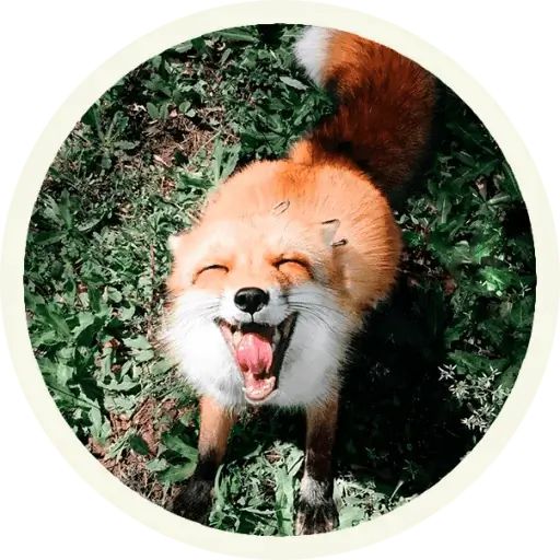 Sticker «Fox-10»