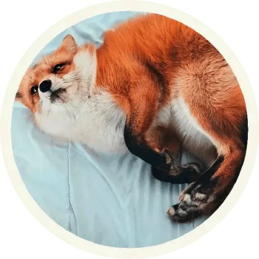 Sticker «Fox-11»