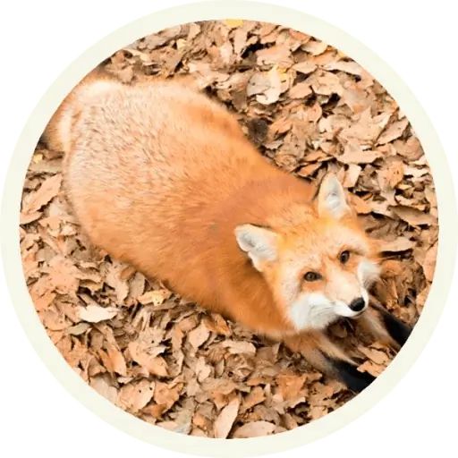 Sticker «Fox-3»