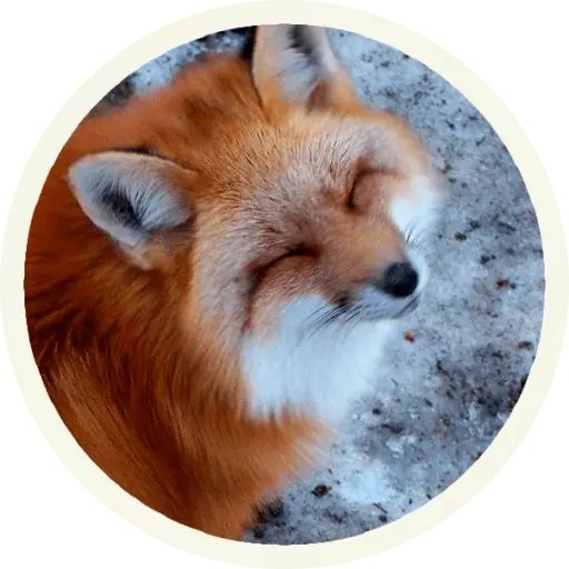 Sticker «Fox-4»