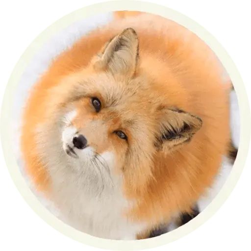 Sticker «Fox-6»