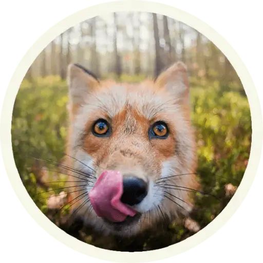 Sticker «Fox-8»