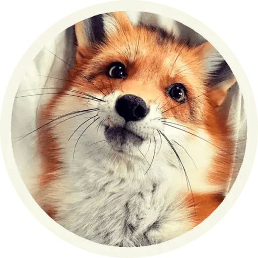 Sticker «Fox-9»