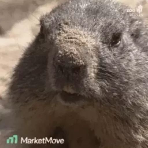 Sticker «Marmots-1»