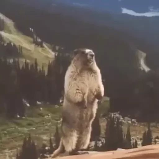 Sticker «Marmots-4»