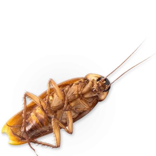 Sticker «Insects-10»