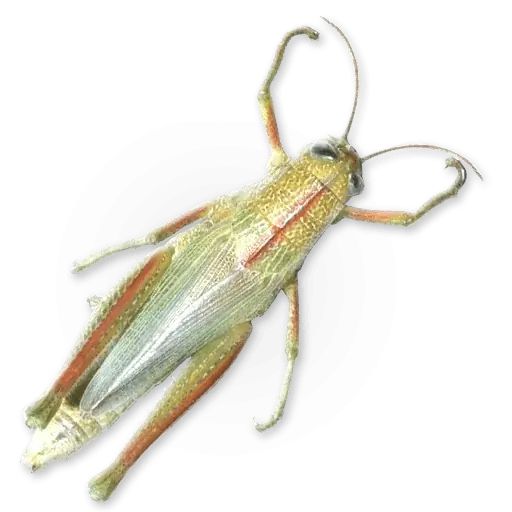 Sticker «Insects-11»