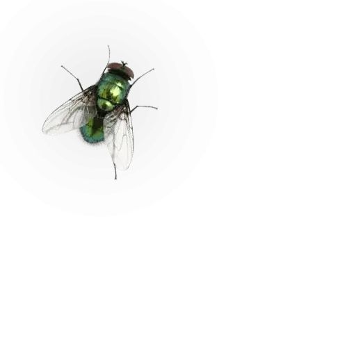 Sticker «Insects-12»