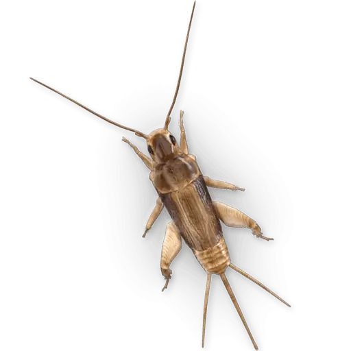 Sticker «Insects-2»