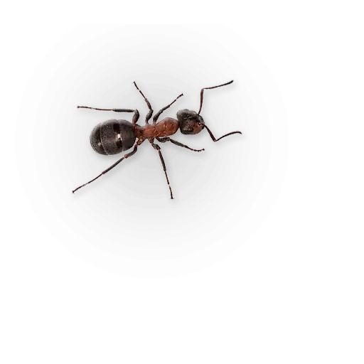 Sticker «Insects-4»