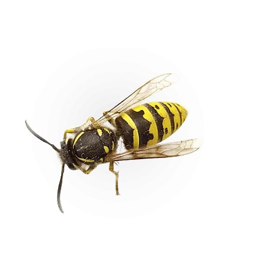 Sticker «Insects-6»