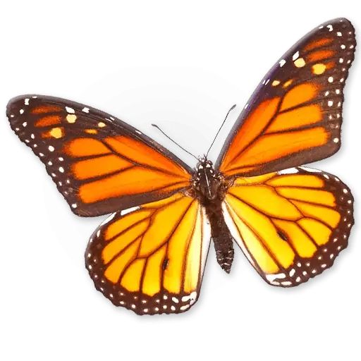 Sticker «Insects-7»
