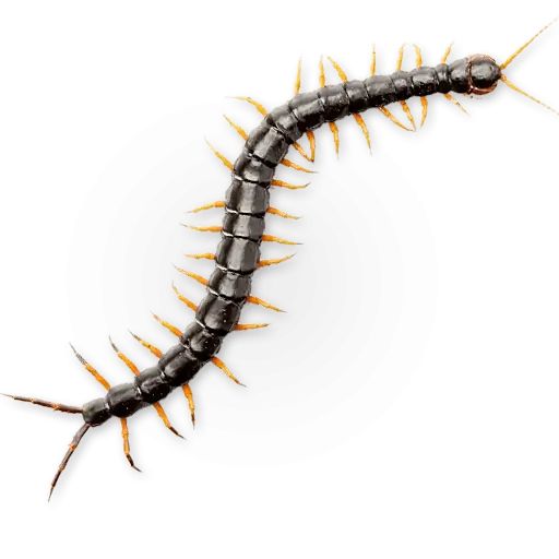 Sticker «Insects-8»