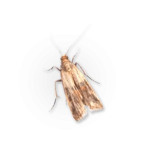 Sticker «Insects-9»