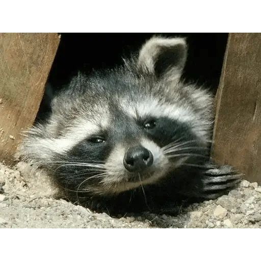 Sticker «Just Racoon-1»