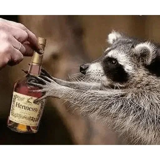 Sticker «Just Racoon-10»