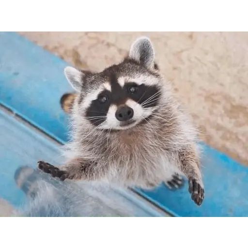 Sticker «Just Racoon-11»