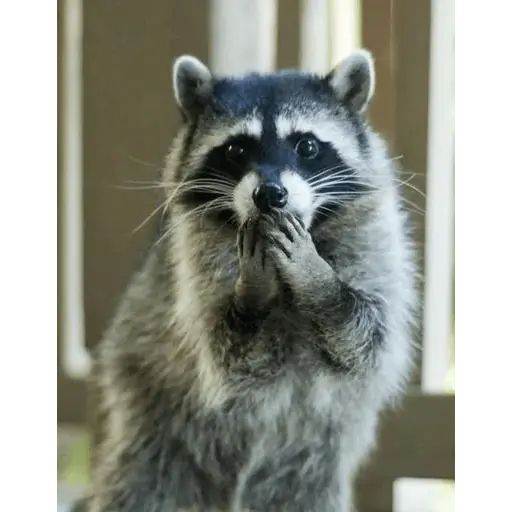 Sticker «Just Racoon-12»
