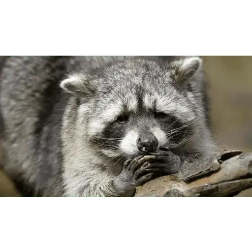 Sticker «Just Racoon-3»