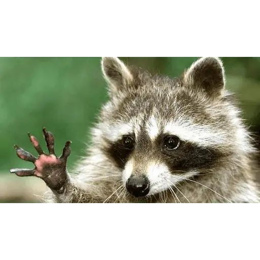 Sticker «Just Racoon-4»