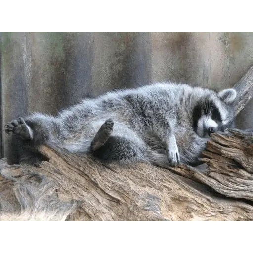 Sticker «Just Racoon-7»
