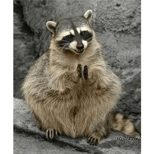 Sticker «Just Racoon-8»