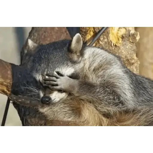 Sticker «Just Racoon-9»