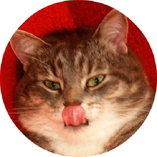 Sticker «Cats By Smol-2»