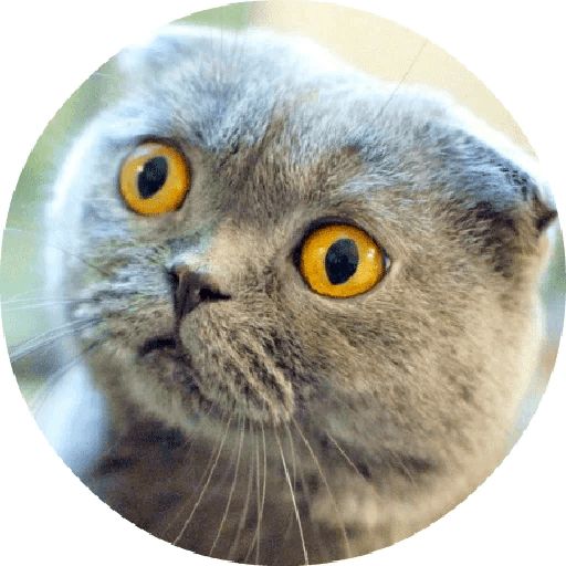 Sticker «Cats By Smol-3»