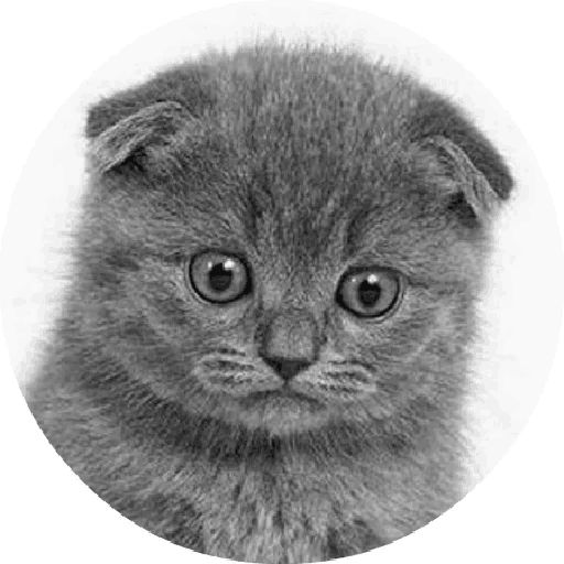 Sticker «Cats By Smol-5»
