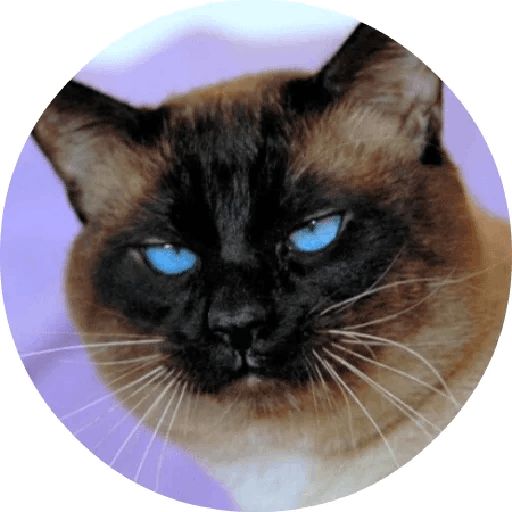 Sticker «Cats By Smol-6»