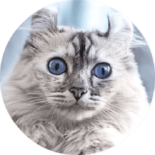 Sticker «Cats By Smol-8»
