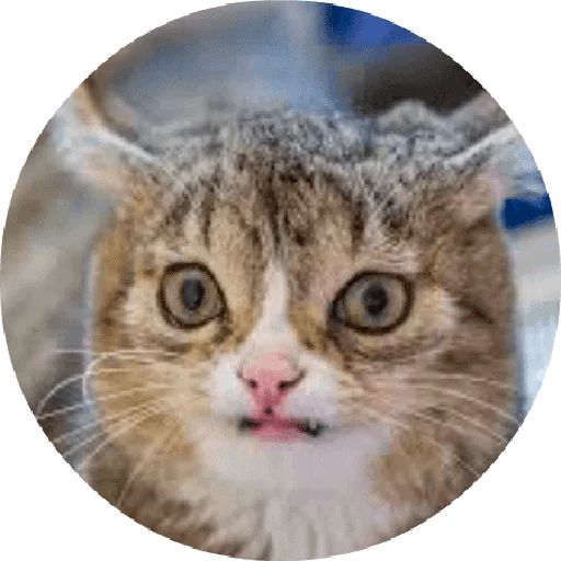 Sticker «Cats By Smol-9»