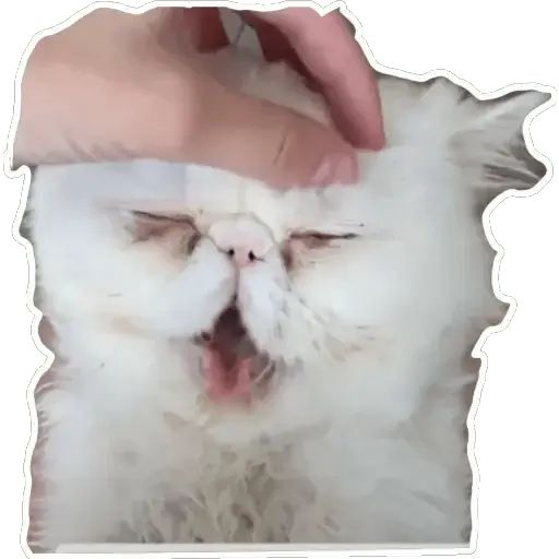 Sticker «Cat Lesha-1»