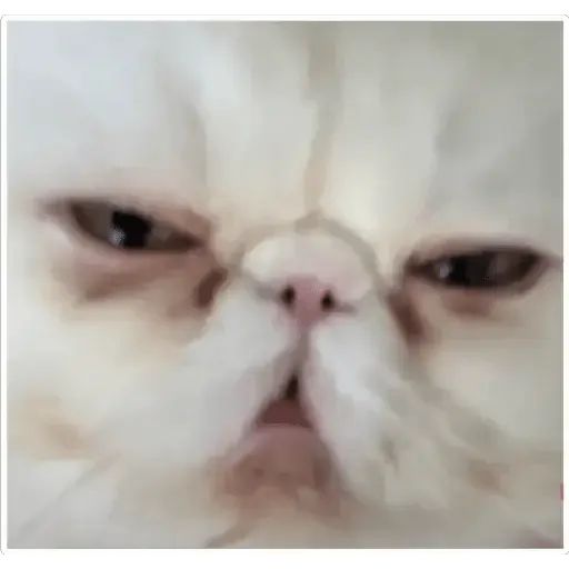 Sticker «Cat Lesha-2»