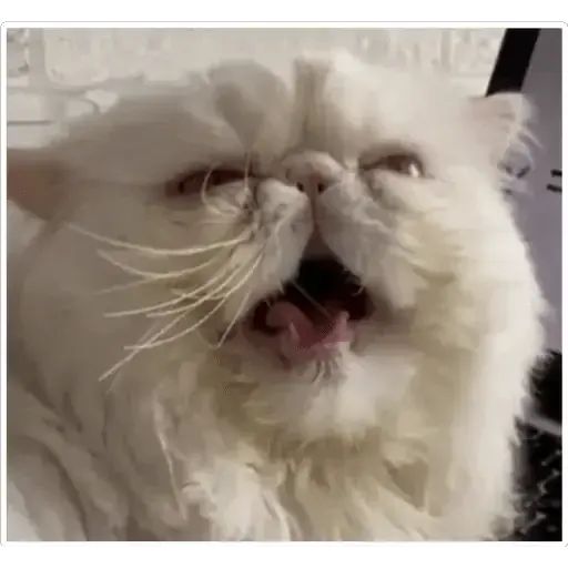 Sticker «Cat Lesha-3»