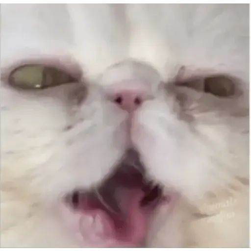 Sticker «Cat Lesha-4»