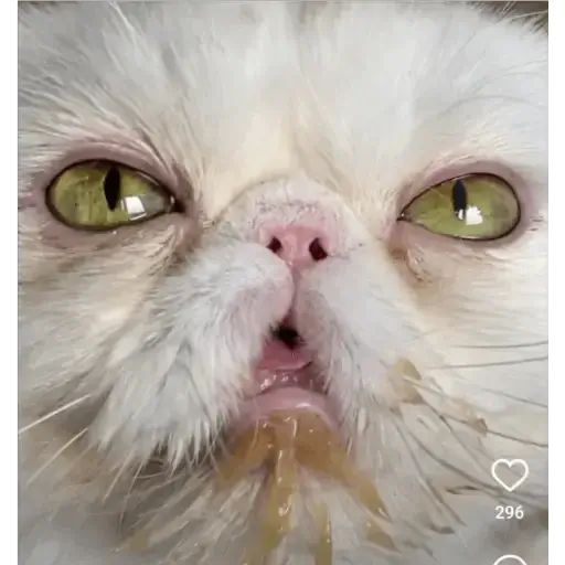 Sticker «Cat Lesha-5»