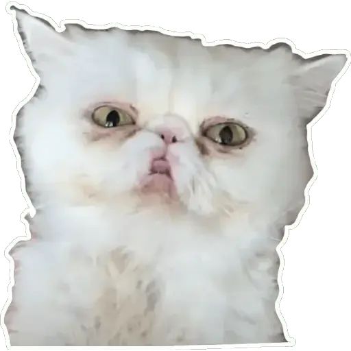 Sticker «Cat Lesha-6»