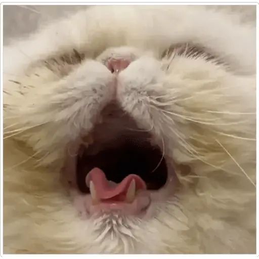 Sticker «Cat Lesha-9»