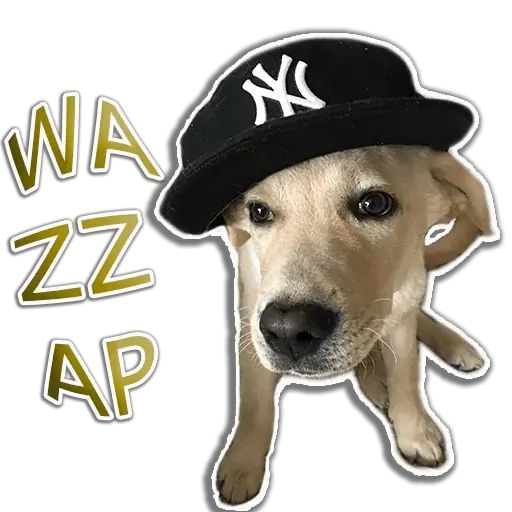 Sticker «Rap Dog-11»