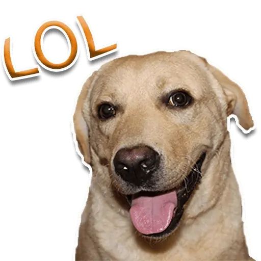 Sticker «Rap Dog-2»