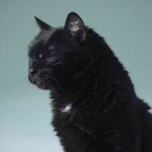 Sticker «Black Cats-1»