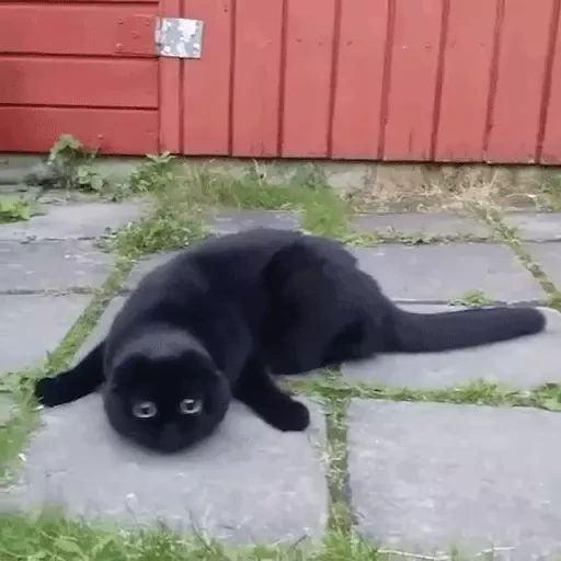 Sticker «Black Cats-10»