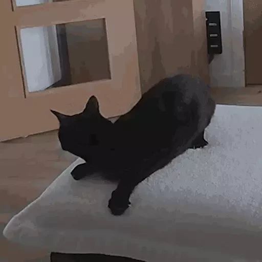 Sticker «Black Cats-11»