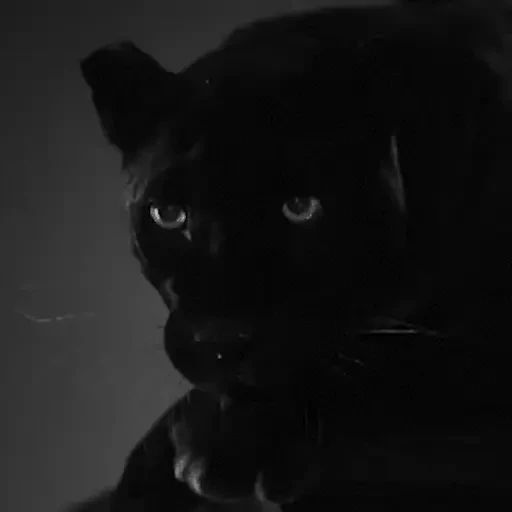 Sticker «Black Cats-12»