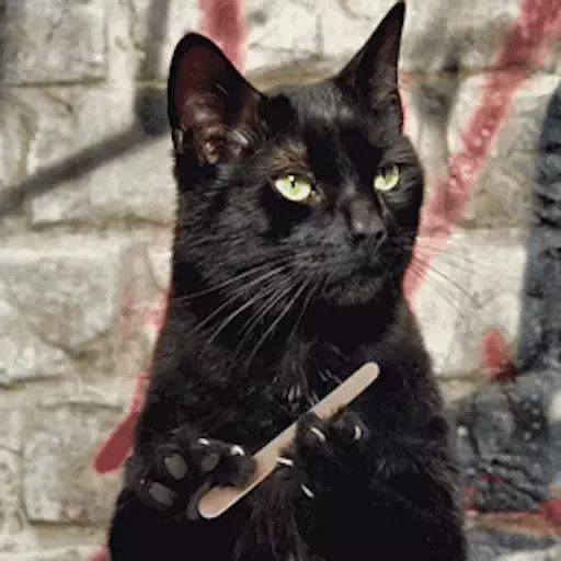 Sticker «Black Cats-2»