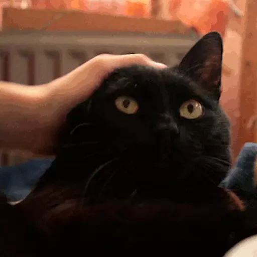 Sticker «Black Cats-3»